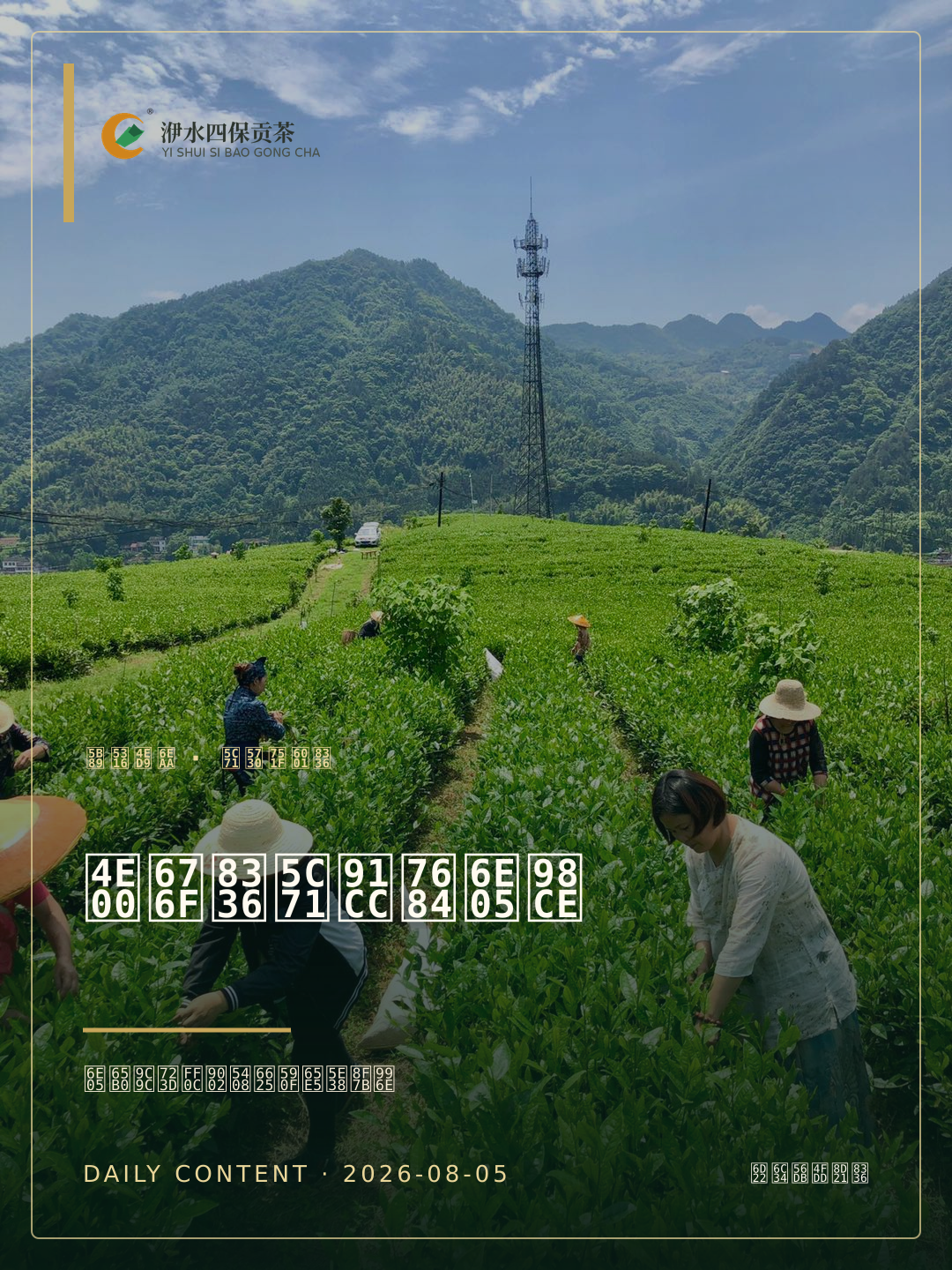2026-08-05 把安化山野的清爽,留在一杯茶里模板海报